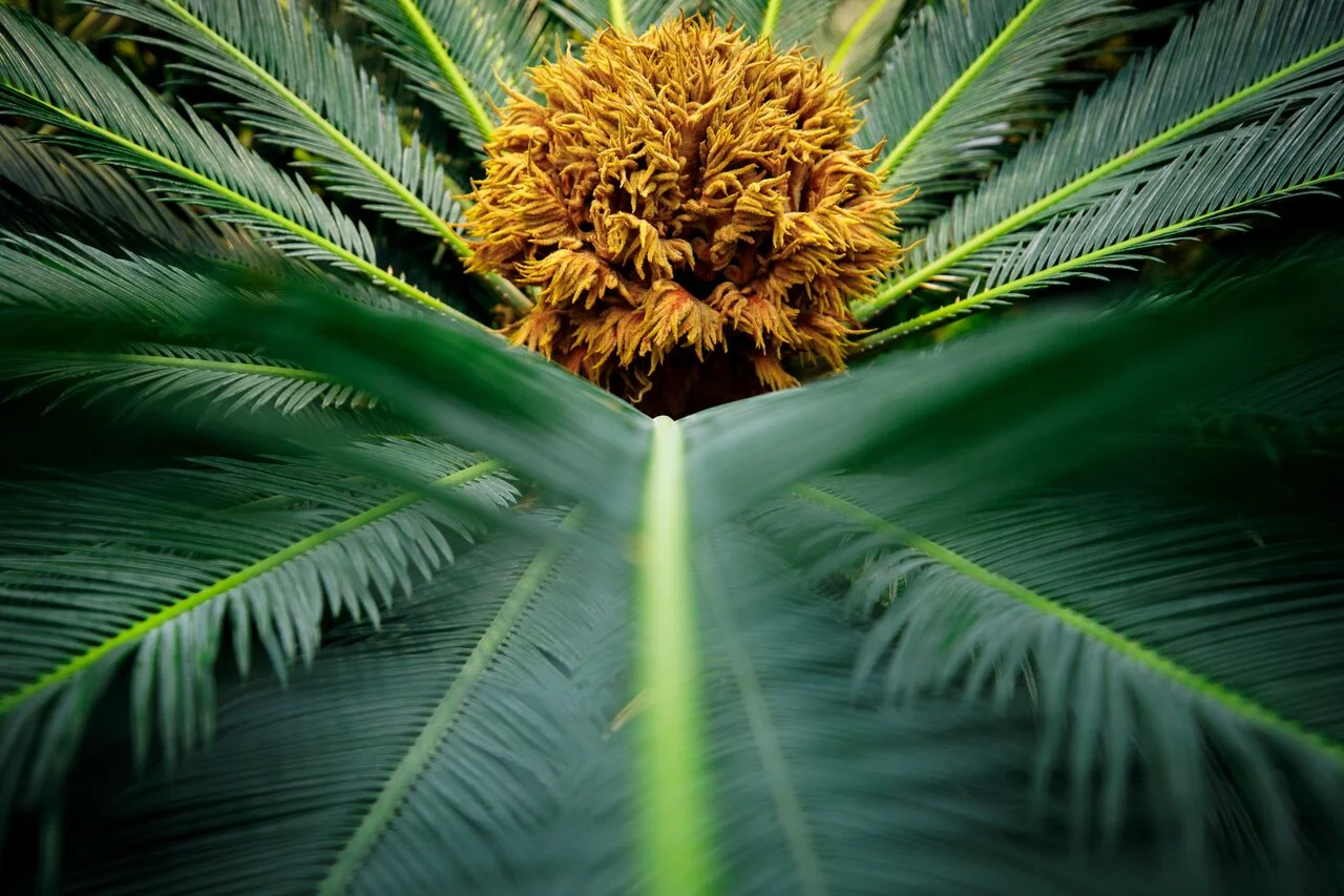 The aim of the spheres is to help Amazon staff connect with nature. Photo courtesy of Amazon.