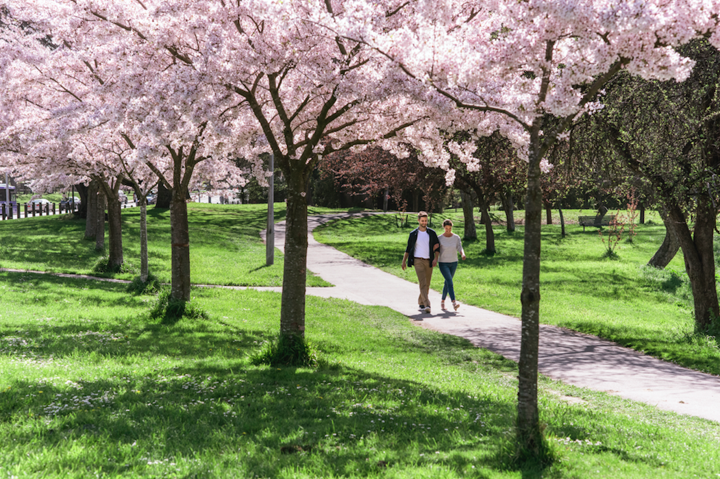 Hagley Park in Christchurch - photo credit; Julian Apse.