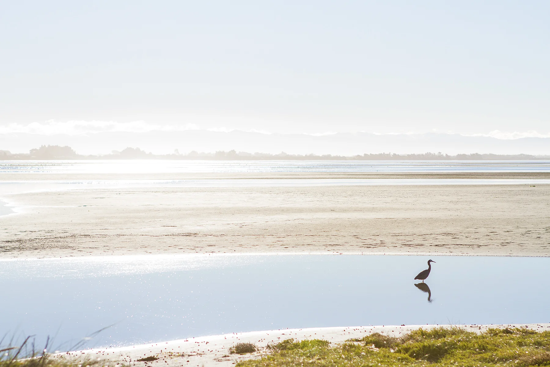 A heron at Southshore. Photo credit: Simon Makker, Regenerate Christchurch. 