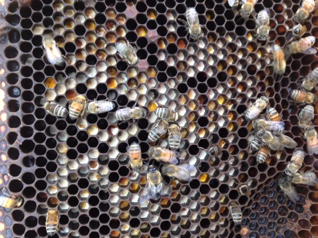 To bee or not to bee - does NZ have too many?
