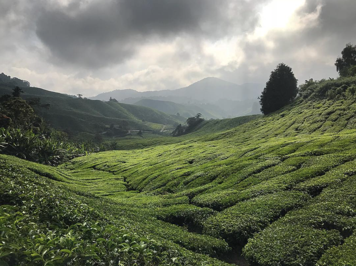 The Boh tea plantations in the Cameron Highlands, Malaysia. This is one of Emily Sutherland's favourite photos from her instagram account wandering_landscape_architect