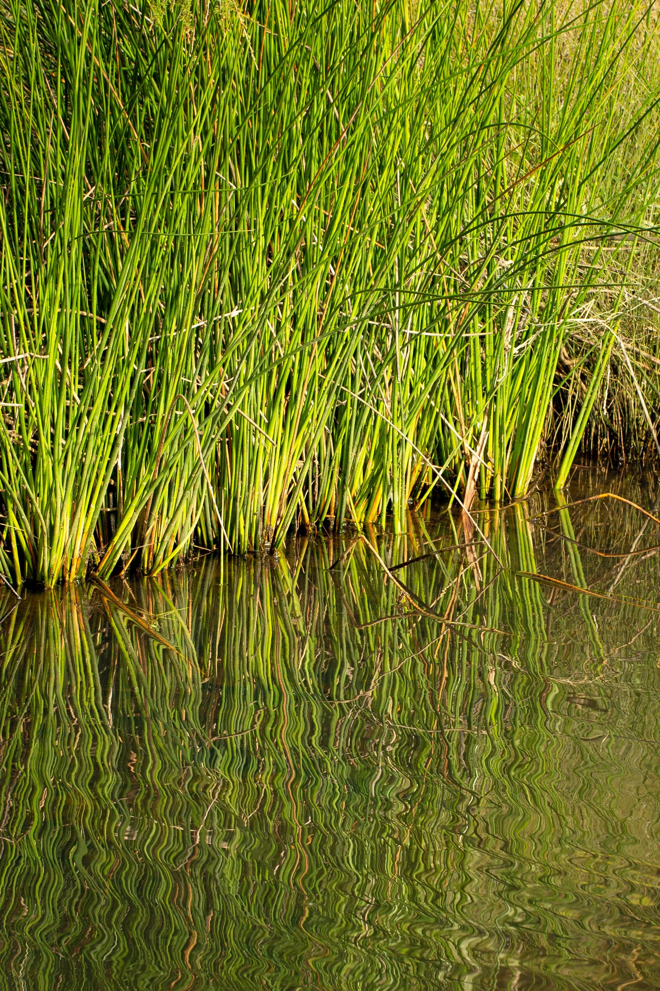 The Bay of Plenty is down to less than three percent of the original freshwater wetland habitat. Photo credit - Leigh Nicholas.
