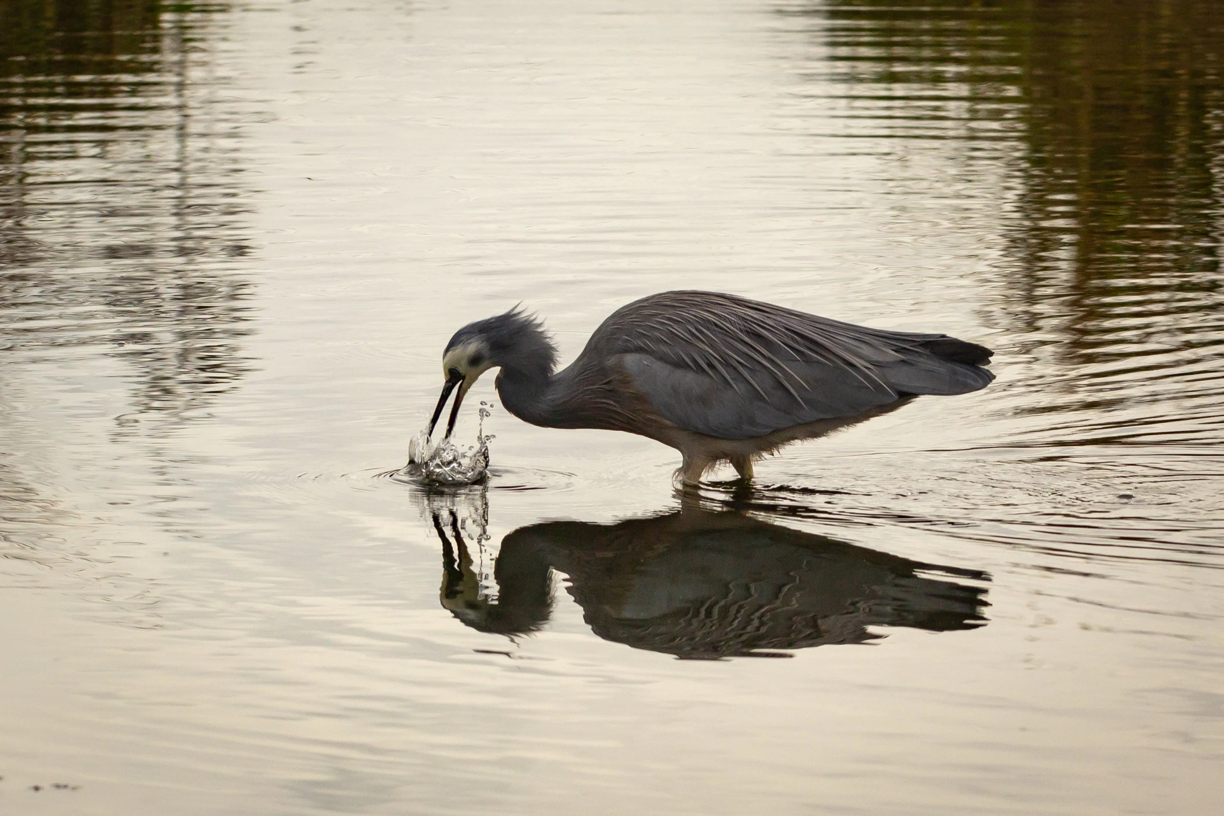 Pukehina - from farmland to Eco Village