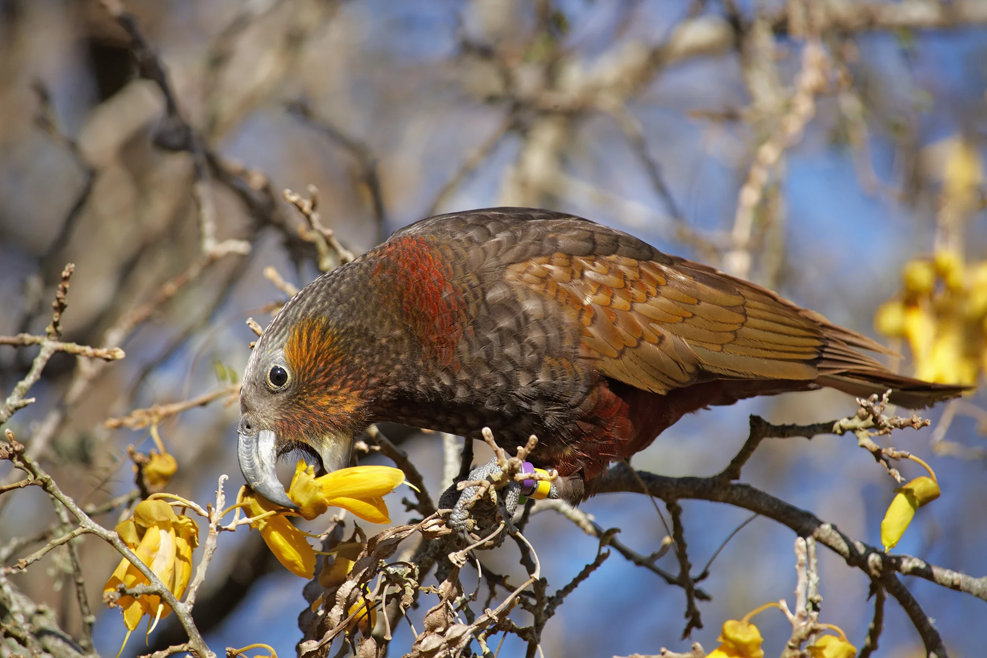 An adult North Island kaka feeding on kowhai flowers. Photo credit - Department of Conservation.
