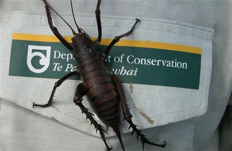 A mahoenui giant weta on a DOC staff members' uniform. Photo credit - Department of Conservation.