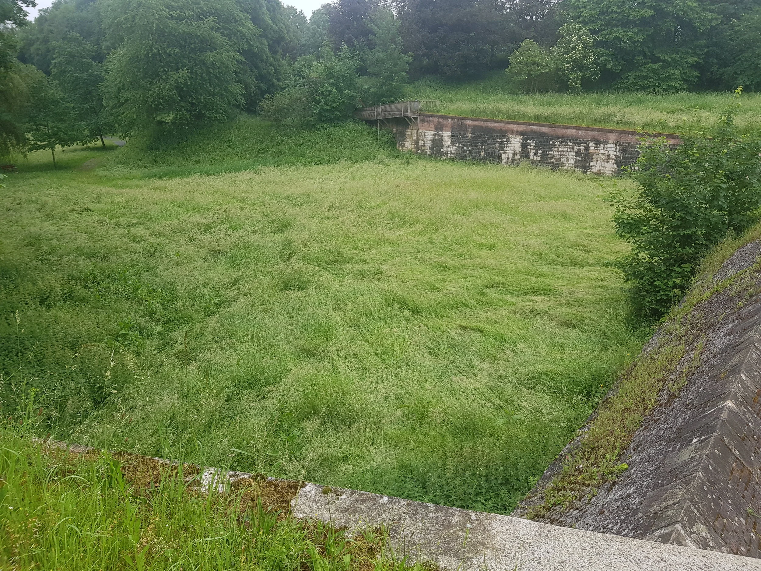 Before - the overgrown meadow which has been transformed into the peace garden.