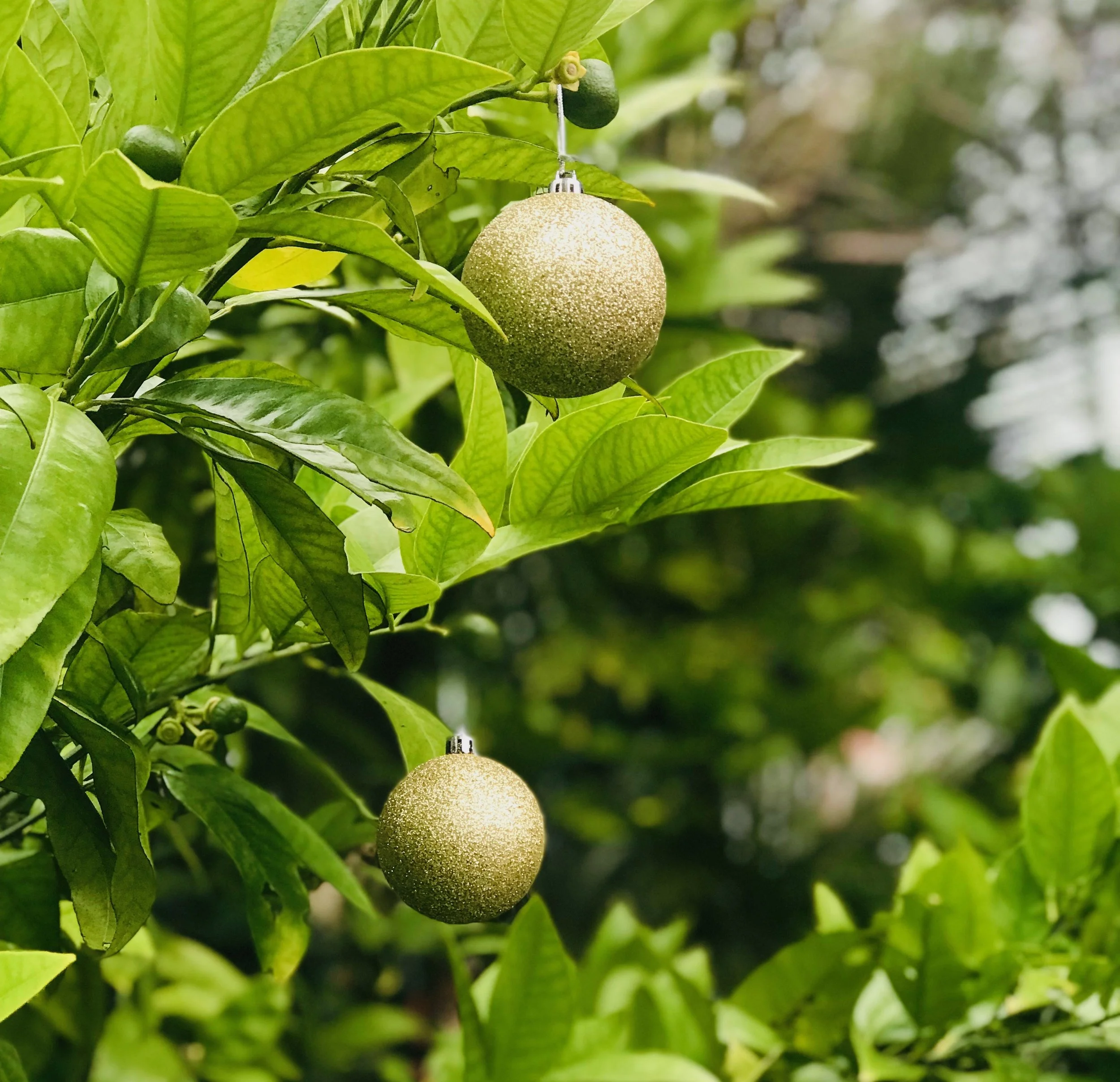 Happy Christmas and that's a wrap for 2018