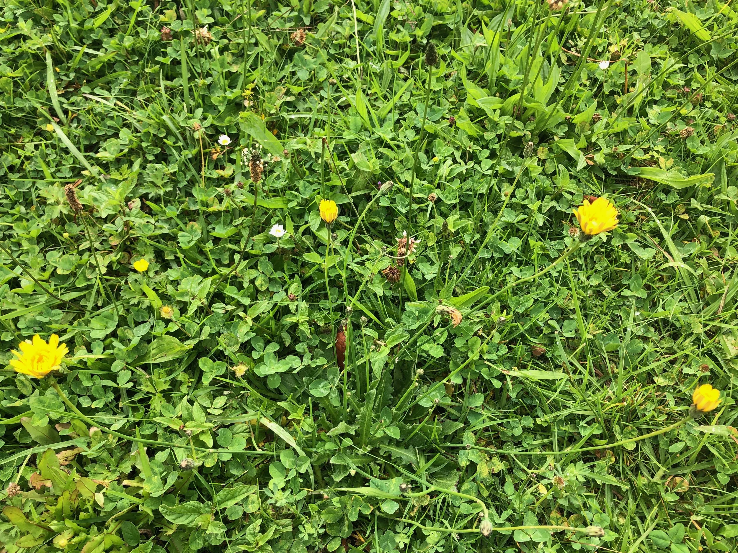 Is it time to get rid of traditional lawns?