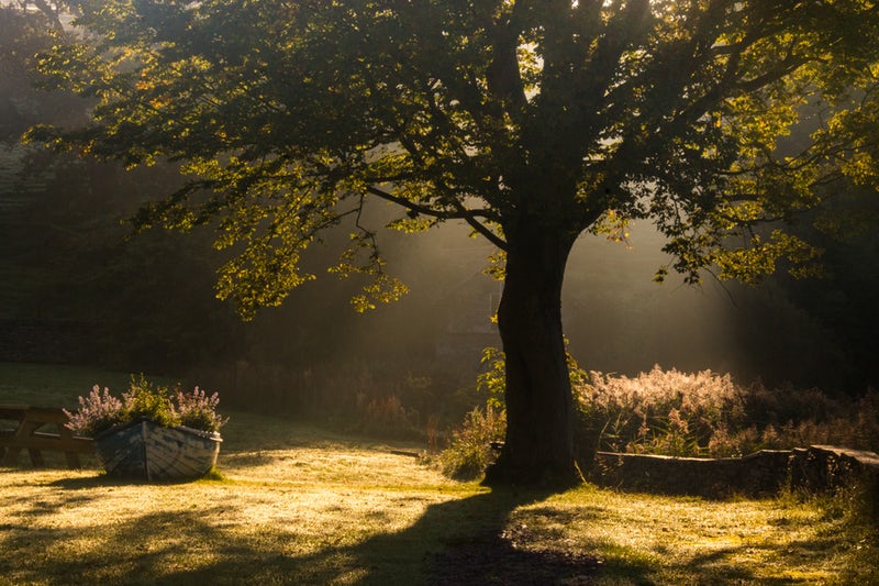 TREE IN SUNLIGHT UK .jpeg