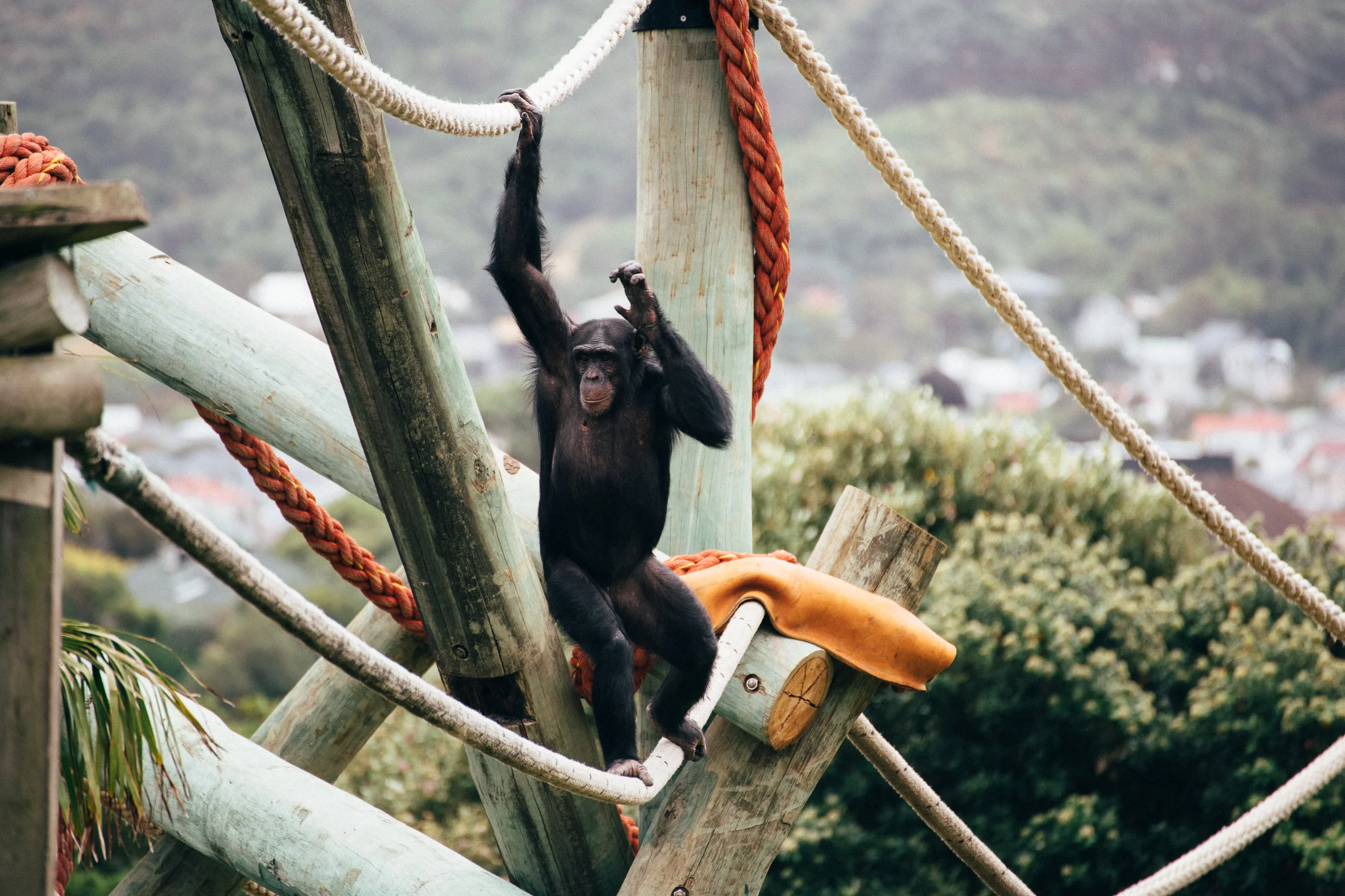 450m of poles, 8 marine grade ropes, 8 steel nests, all reaching high into the sky, providing new climbing and swinging experiences as well as all important sneaky hiding places to keep the chimps active and healthy.