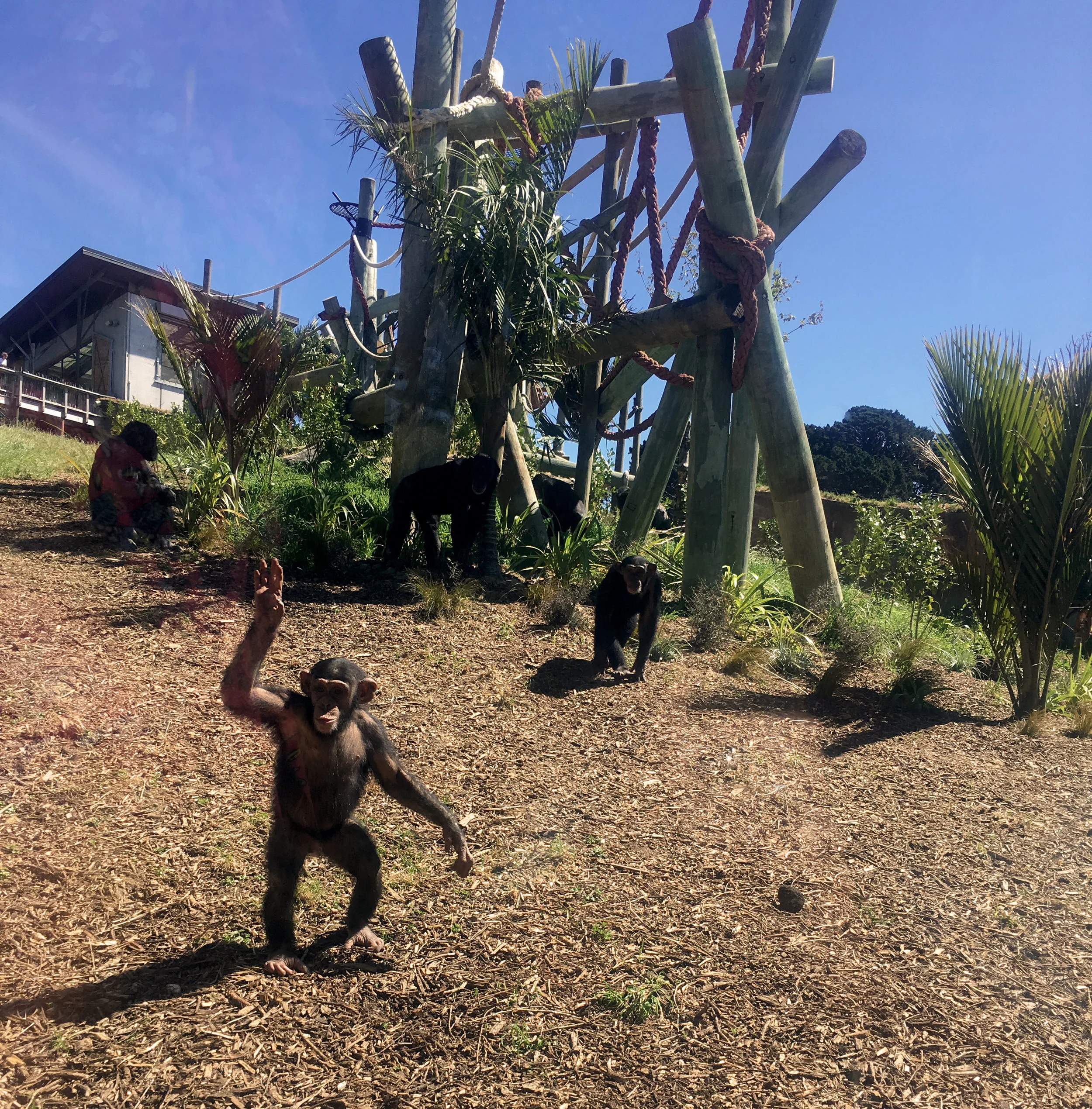 Monkey business in Wellington