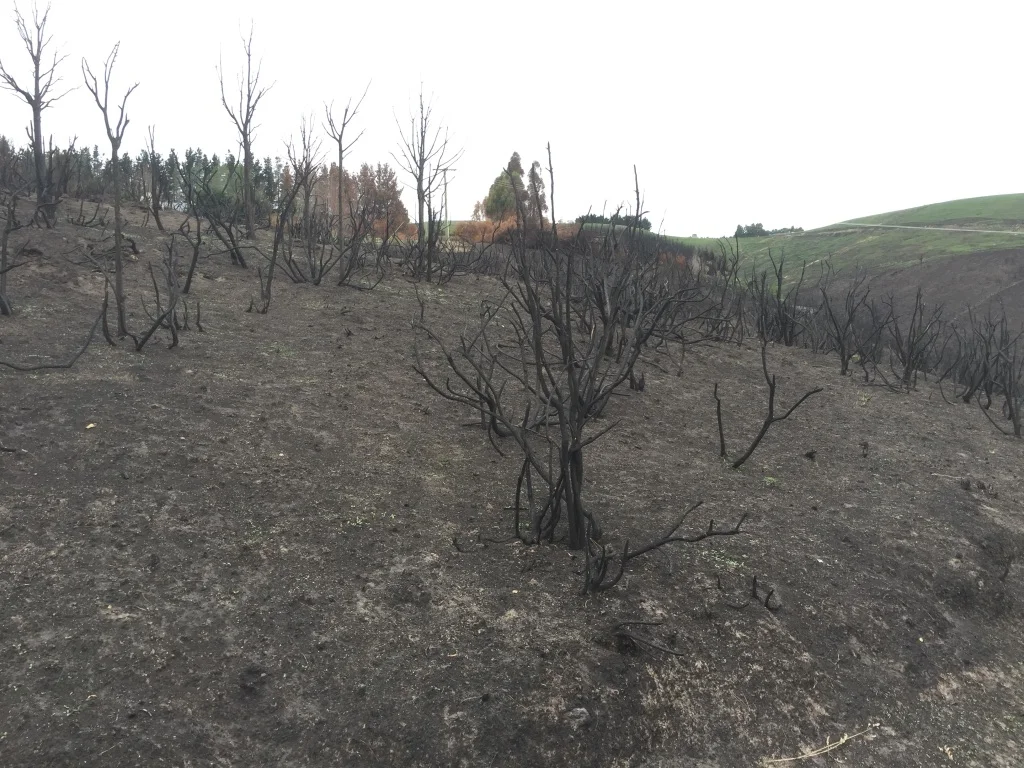 The after effects of the 2017 Port Hills fire.