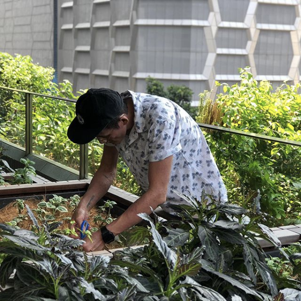 Edible Garden City built the garden at OUE Downtown Gallery, not only as a space where office workers could seek respite, but also as a productive garden for chefs from the adjacent vegan restaurant, HRVST. Photo Credit: Edible Garden City.