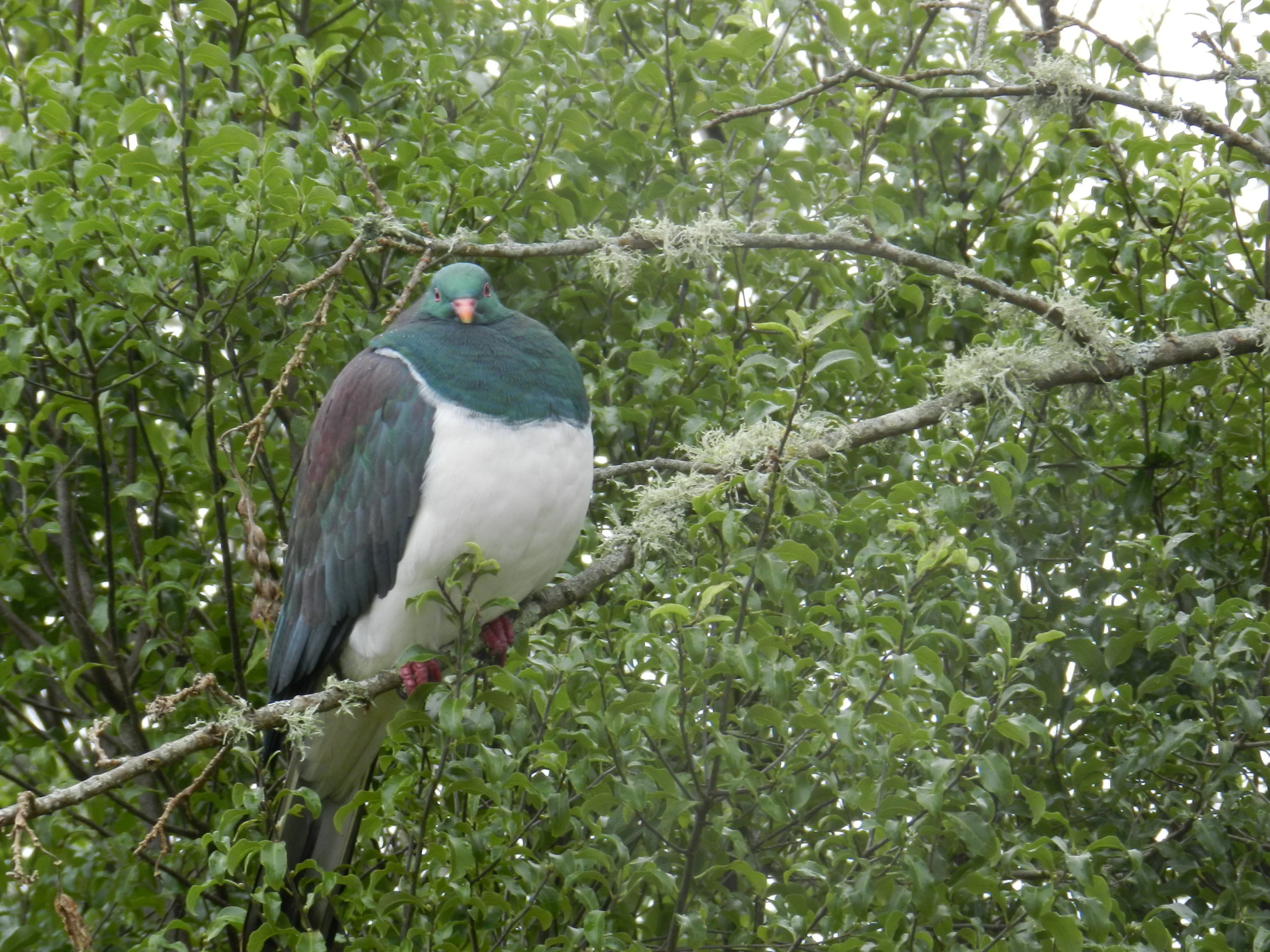 The Kereru is New Zealand’s native wood pigeon. Photo by John Spavin