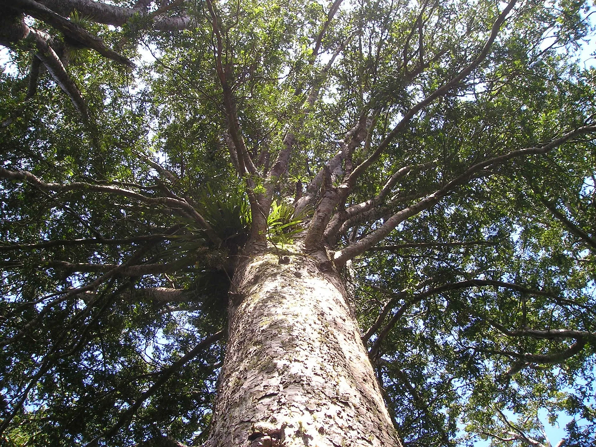 A healthy Kauri tree. Photo credit: Simon Steinberger from Pixabay