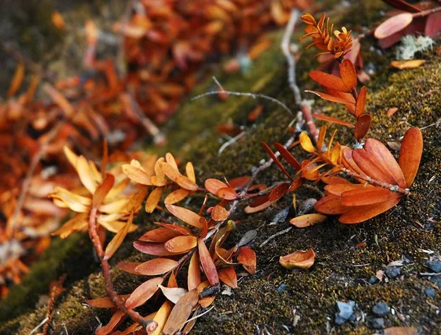 Kauri leaves could turn yellow when a tree is infected with the dieback disease.