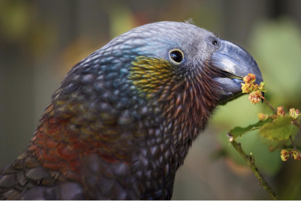 The Kotahitanga mō te Taiao Alliance and Strategy have been developed over the past two years.