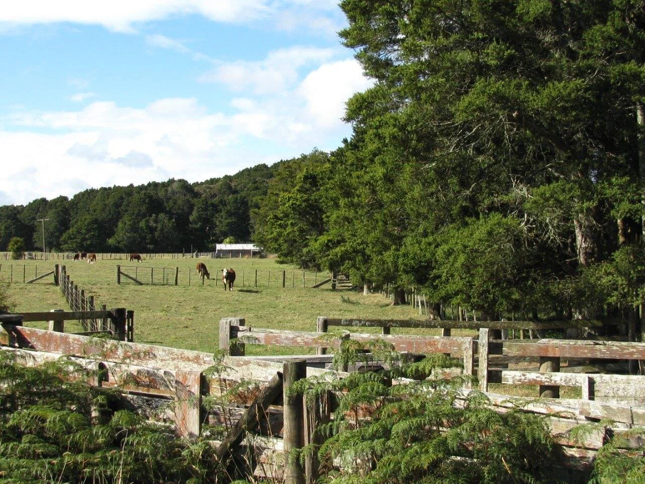 Totara in Tutukaka, Northland.