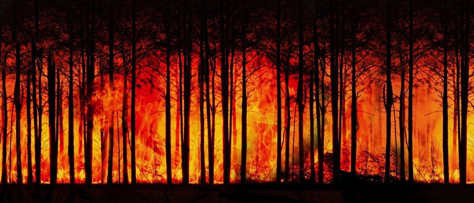 The NZILA supports the IFLA Climate Declaration. Photo credit: Geralt and Pixabay