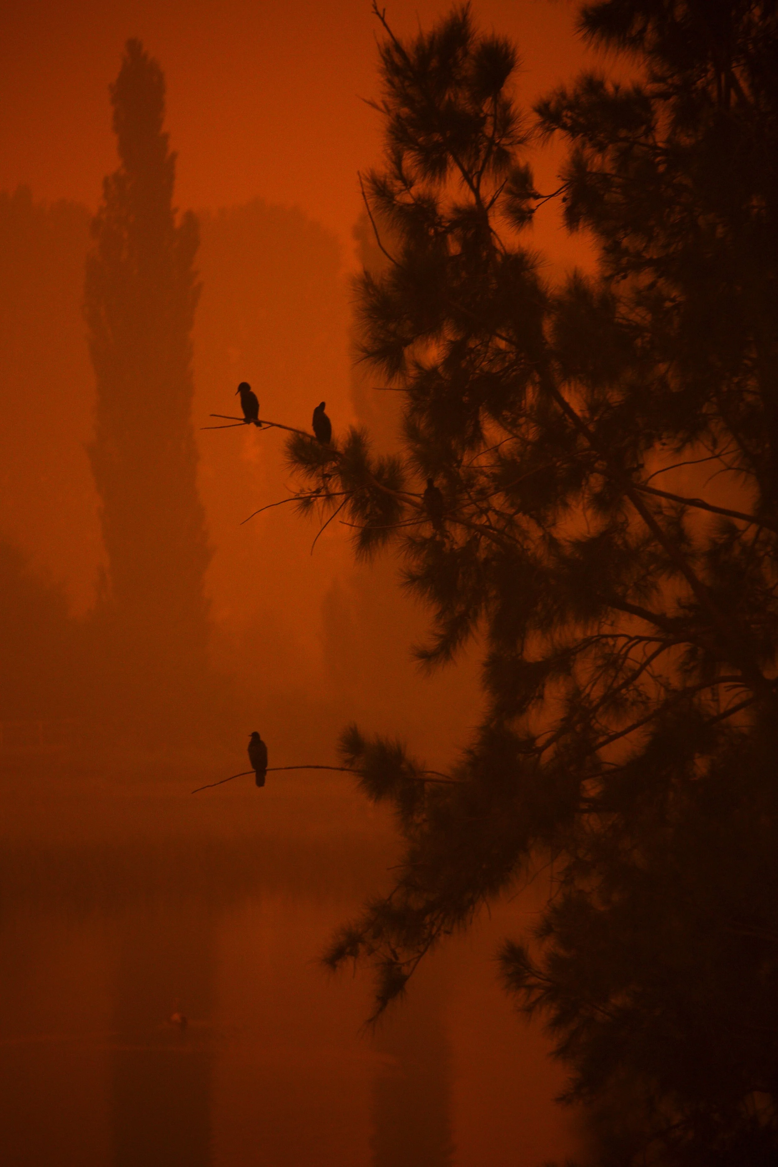 Australia's burning - a call to action