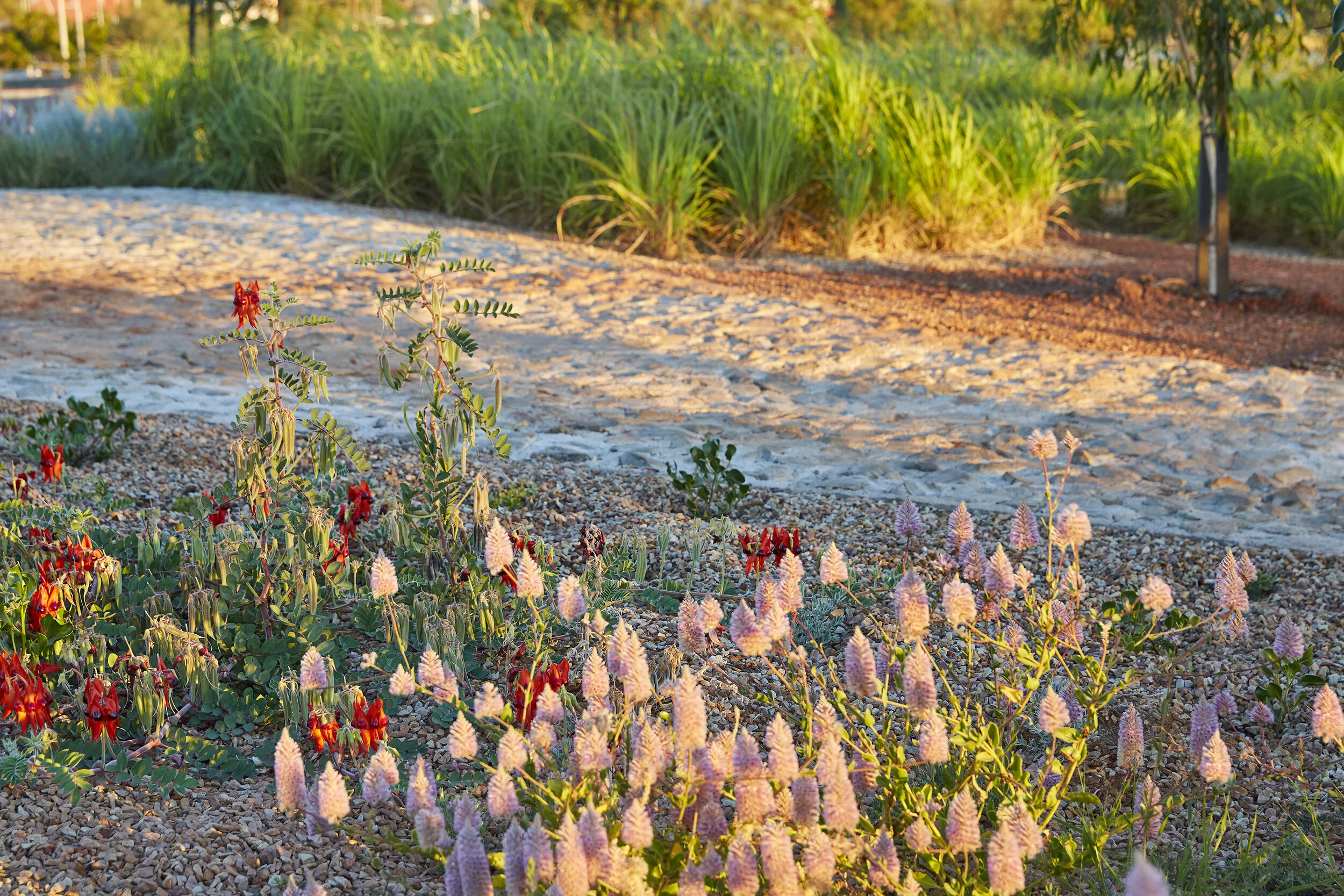 Karratha Health Campus from sandpit to oasis — LANDSCAPE ARCHITECTURE