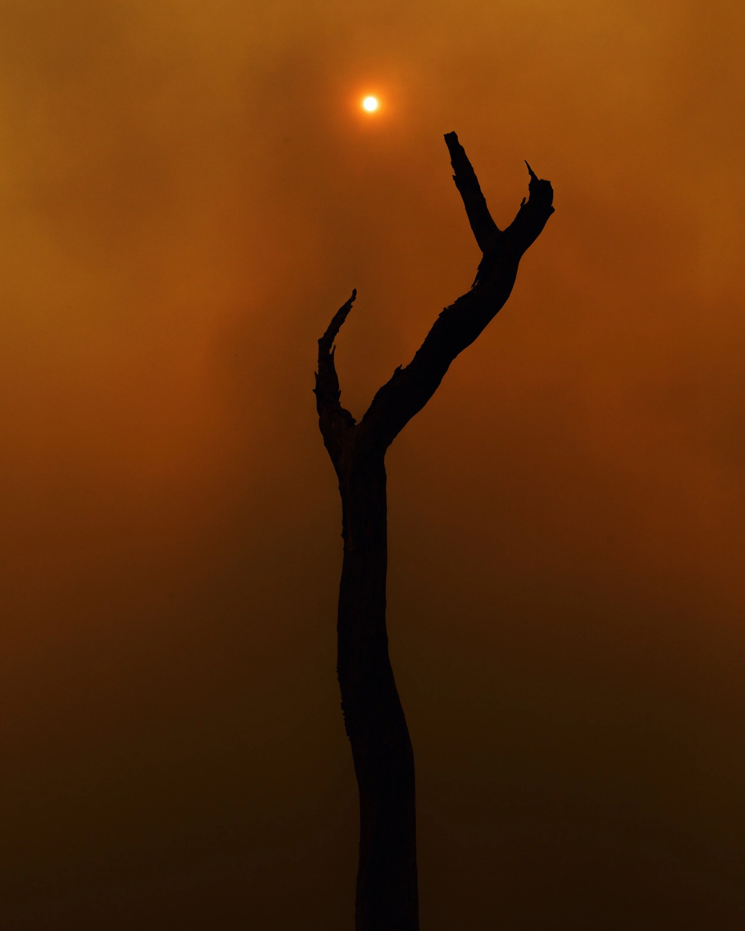 Declaring a climate emergency - what next?