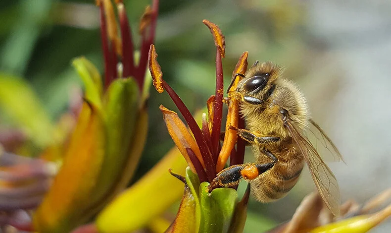 Bees have been on earth for about 30 million years.