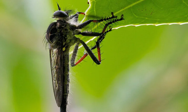Are we experiencing an insect apocalypse? — LANDSCAPE ARCHITECTURE AOTEAROA