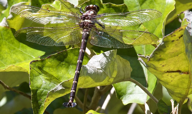 Bush Dragonfly (Uropetaia carovei)