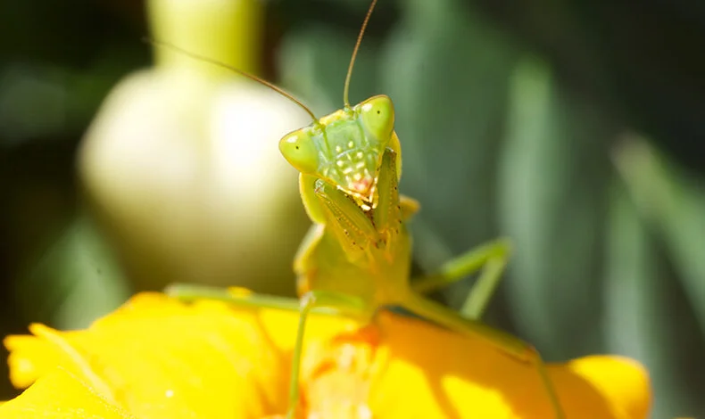 Praying Mantis (Orthodera novaezealandiae)