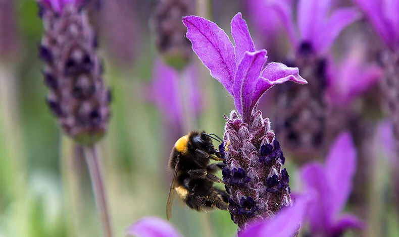 There are over 20,000 different species of bee, found on every continent except Antarctica.