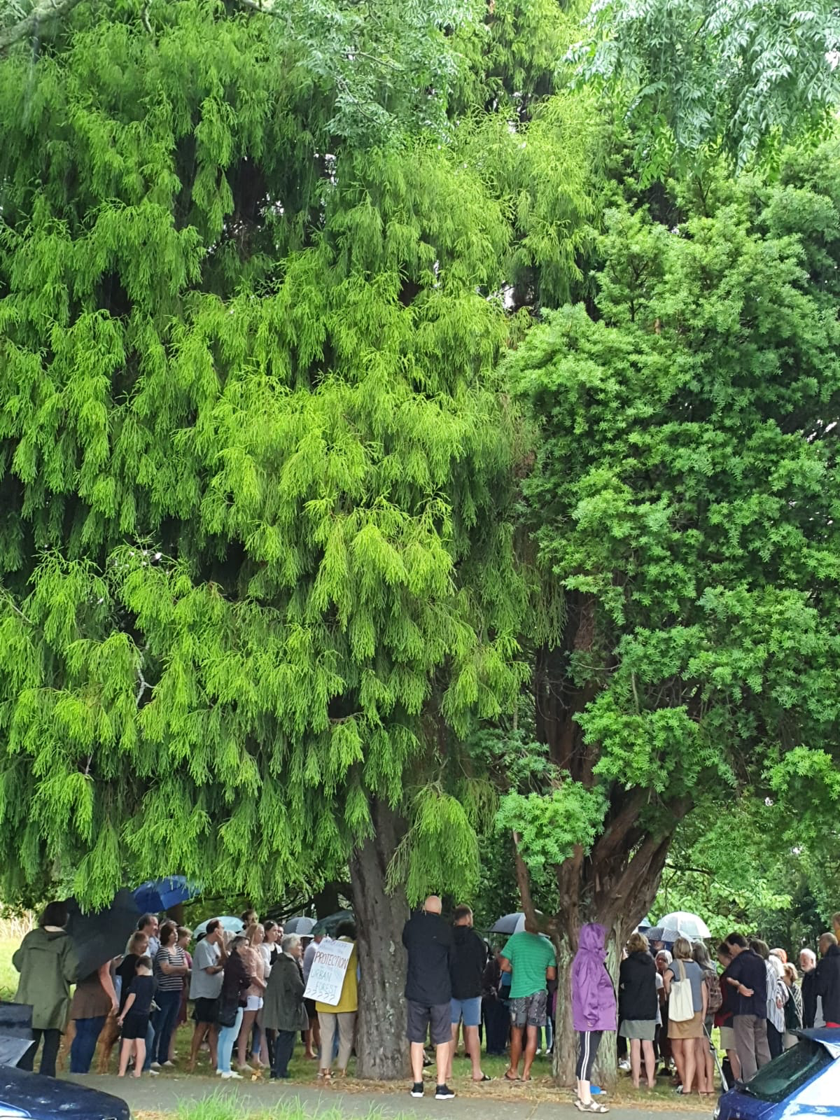 Plea to save native trees