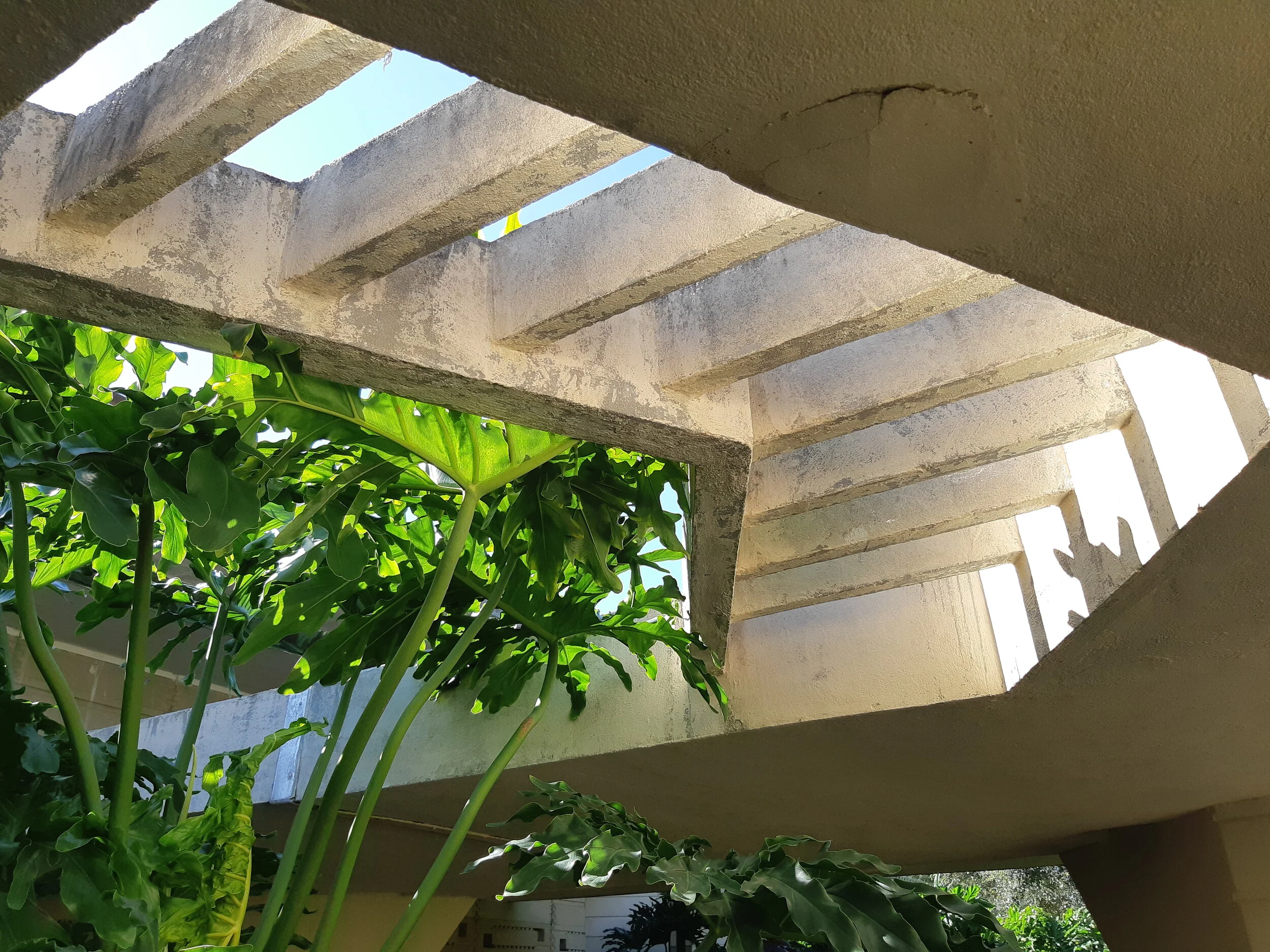 Landscape and architecture detail with plants meeting the walkway overhang.