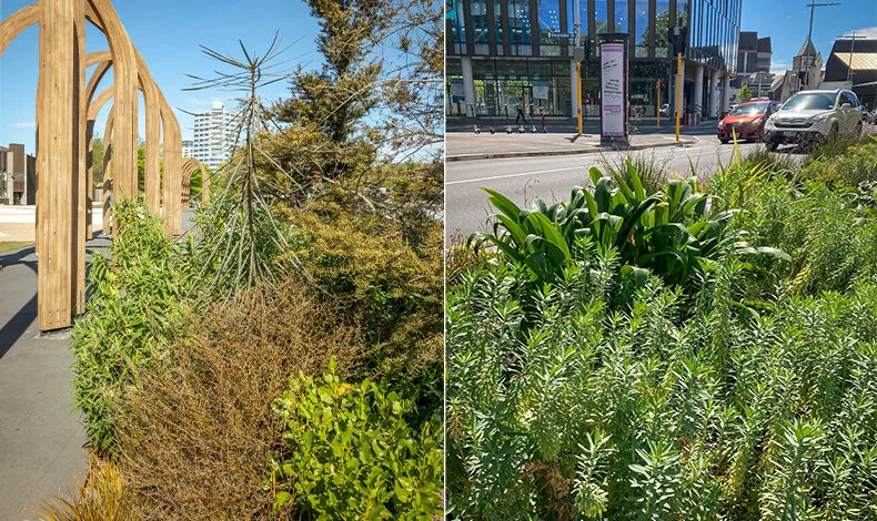 A native understory in a concrete jungle