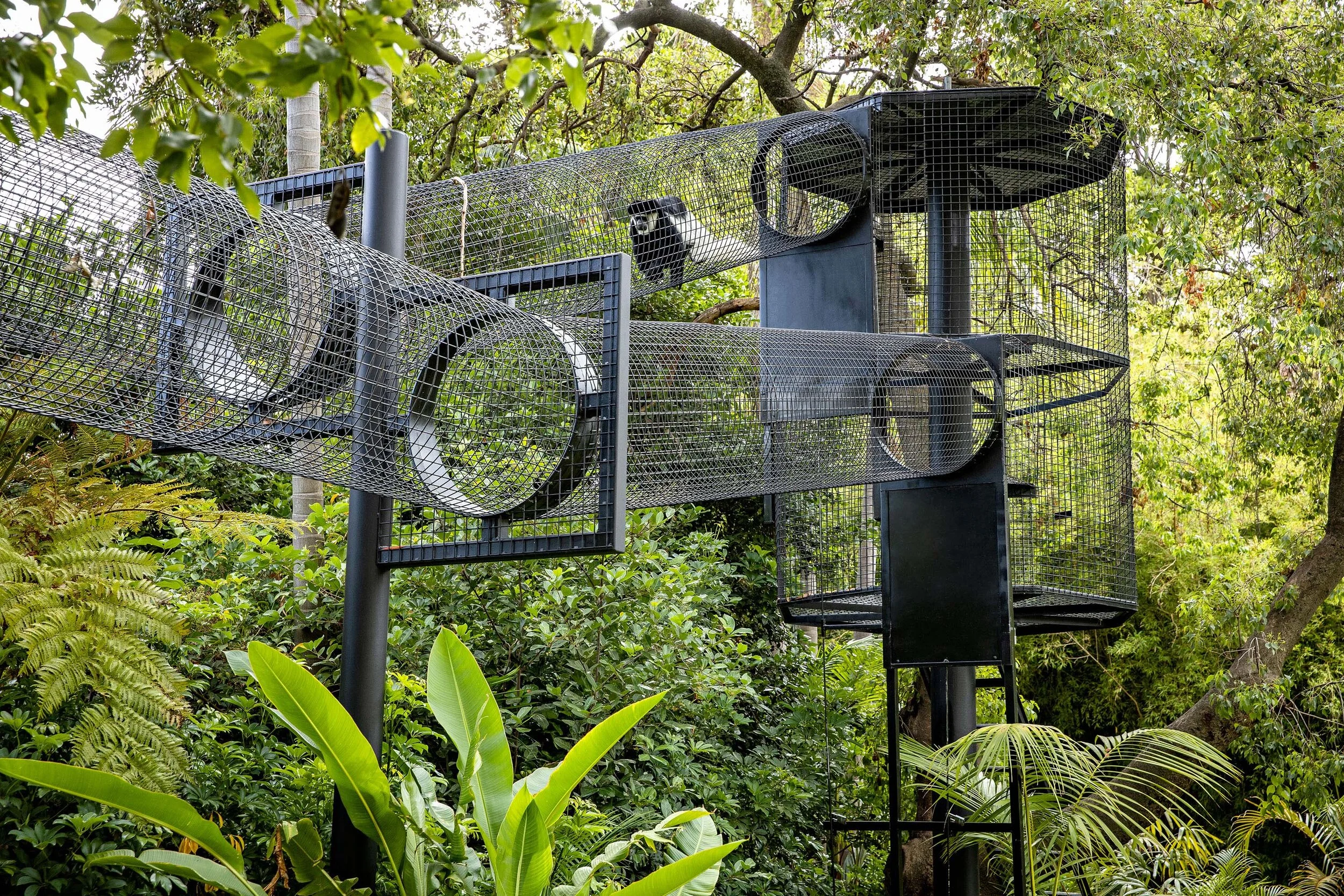 The robust design achieves exceptional structural performance with enough cross-sectional area to encourage natural behaviours in the primates. Image credit: Sweet Lime Photo