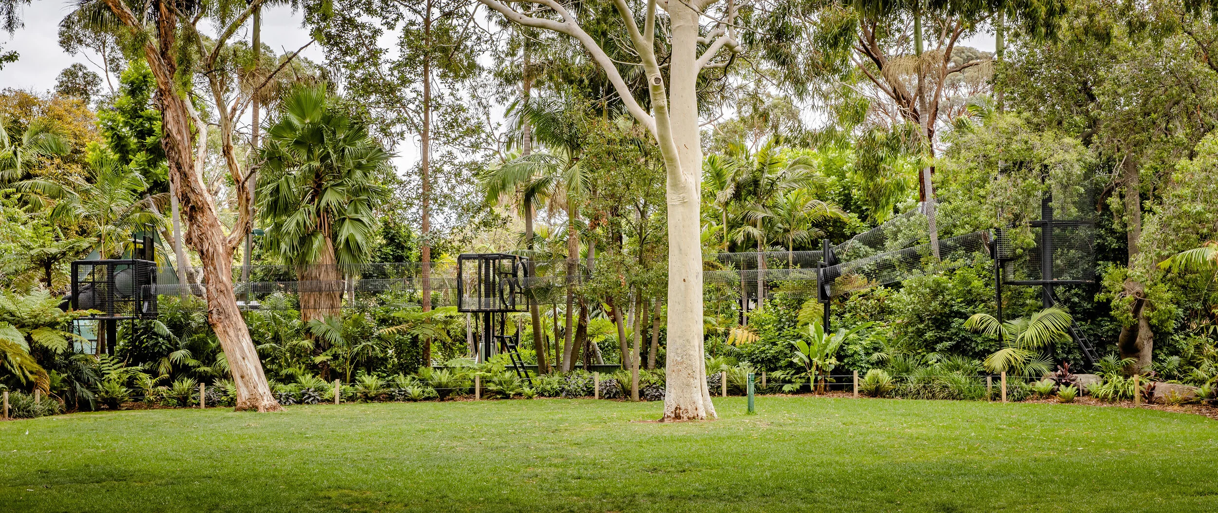 The elevated sky trail allows visitors to see the Colobus roaming amongst the trees. Image credit: Sweet Lime Photo