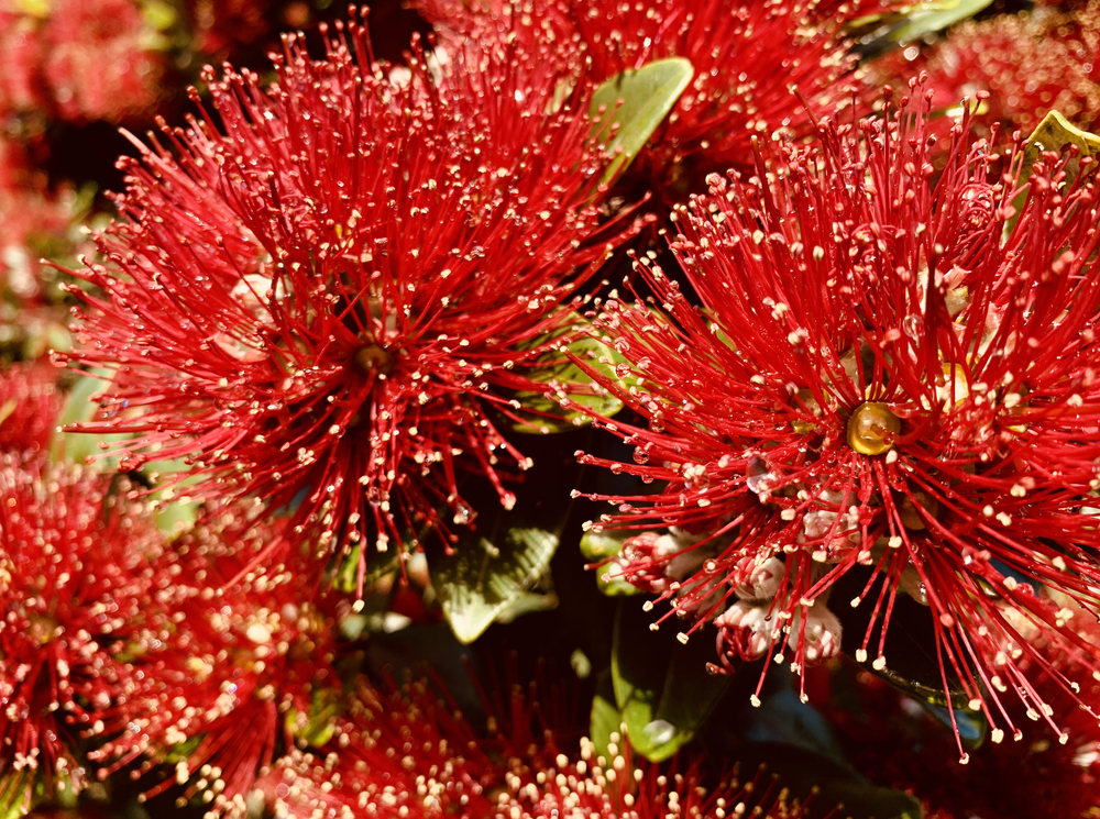 Haere rā to 2020 — LANDSCAPE ARCHITECTURE AOTEAROA