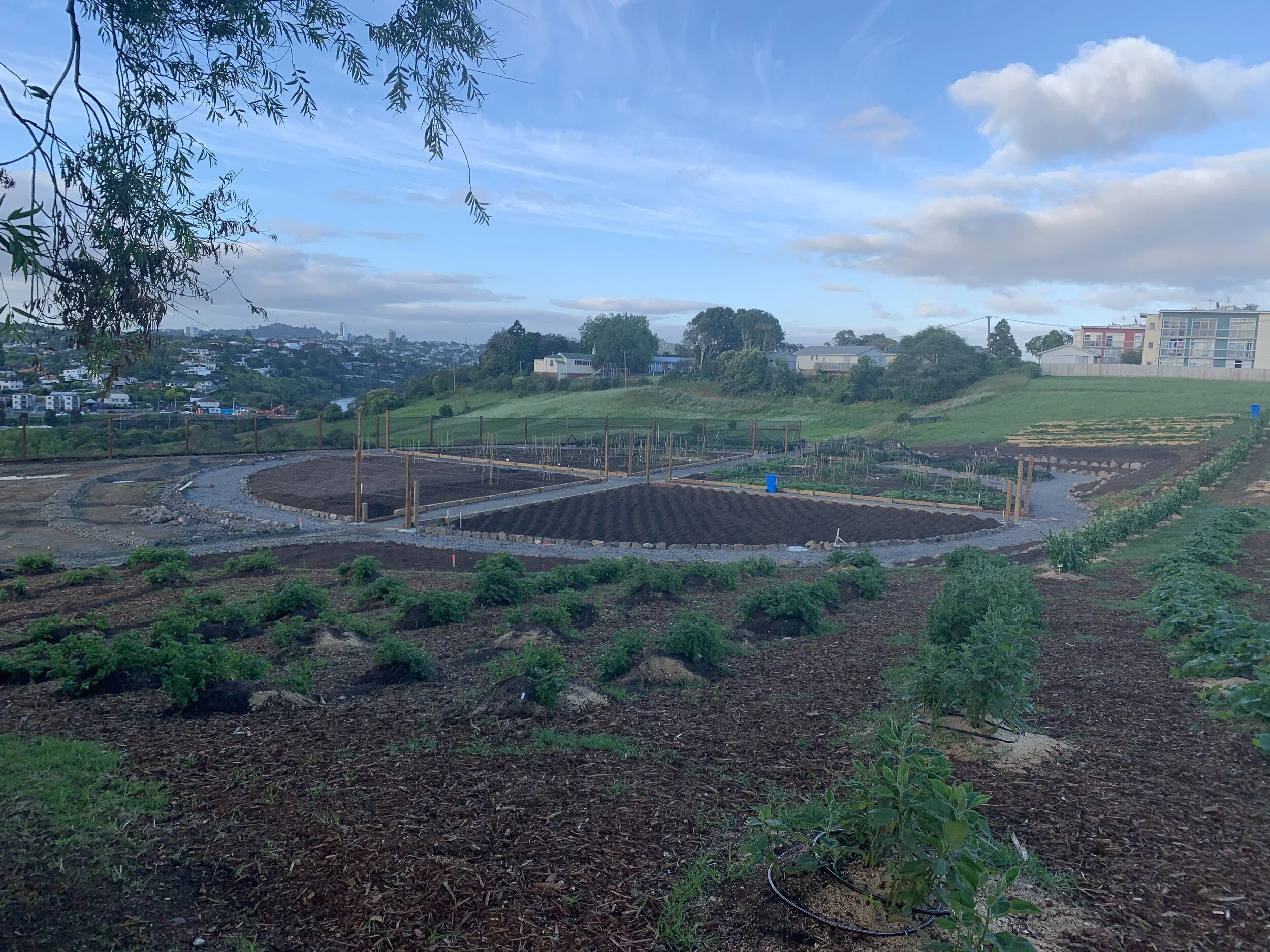 Mastering traditional  Māori  methods of gardening