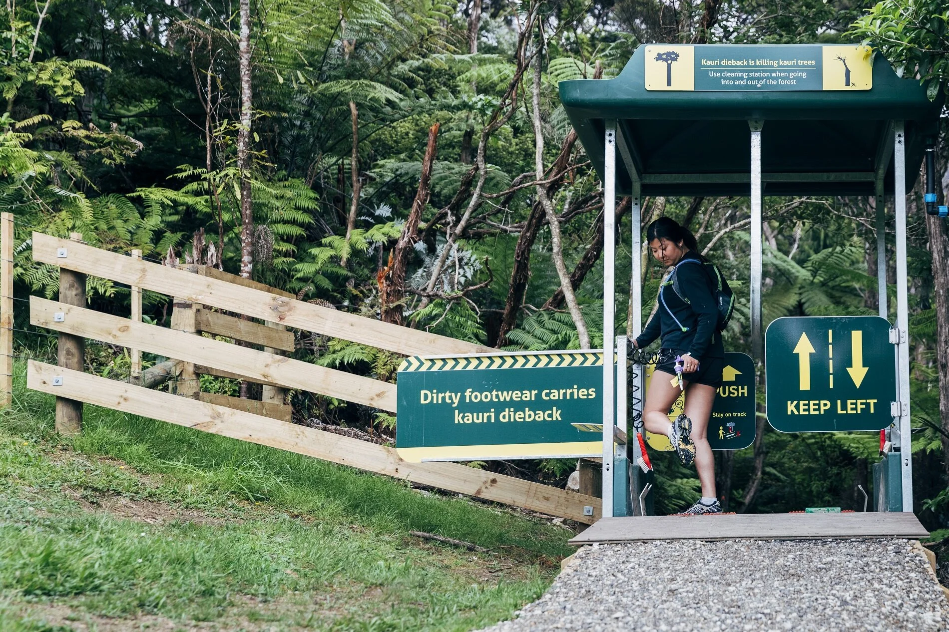 The Council carries out five-year monitoring and surveillance studies of kauri on public land across the Auckland region.