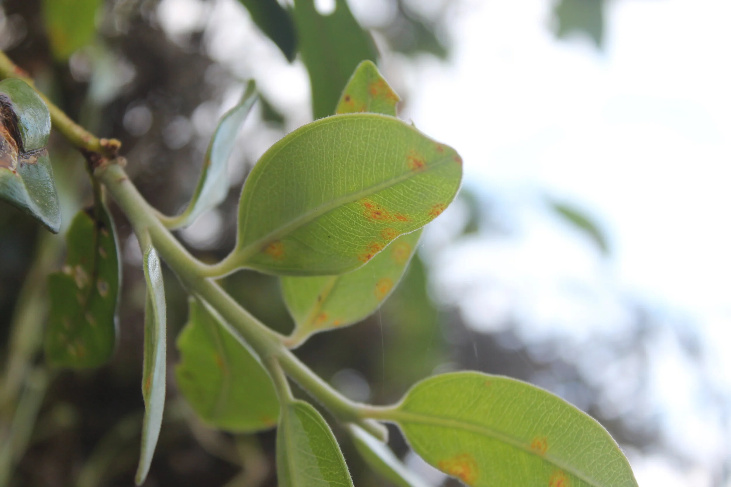 Protecting taonga tree species from myrtle rust