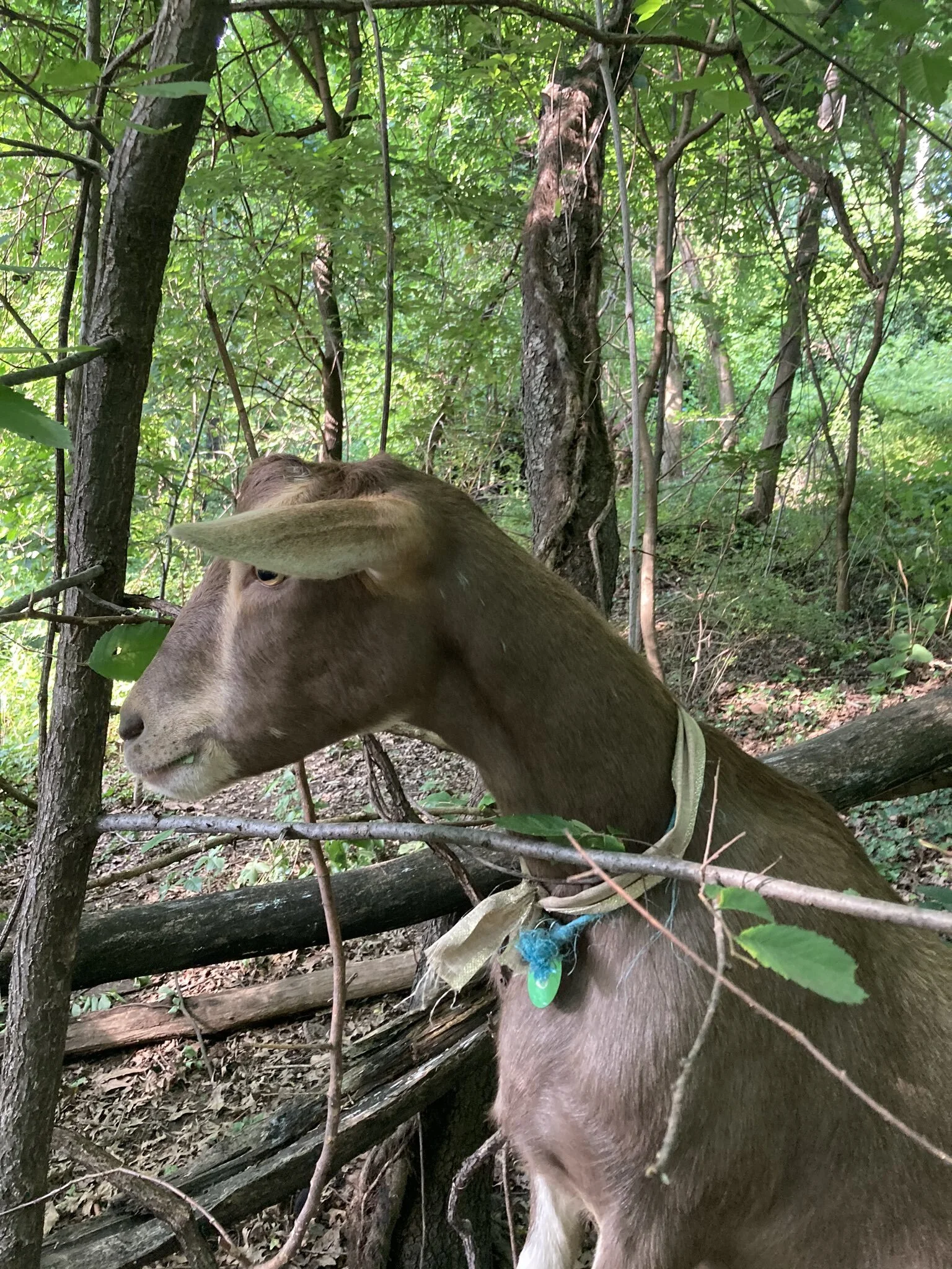 Riverside park goats — LANDSCAPE ARCHITECTURE AOTEAROA