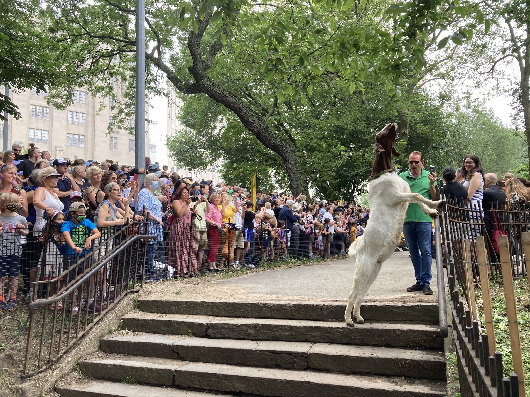 Riverside park goats 