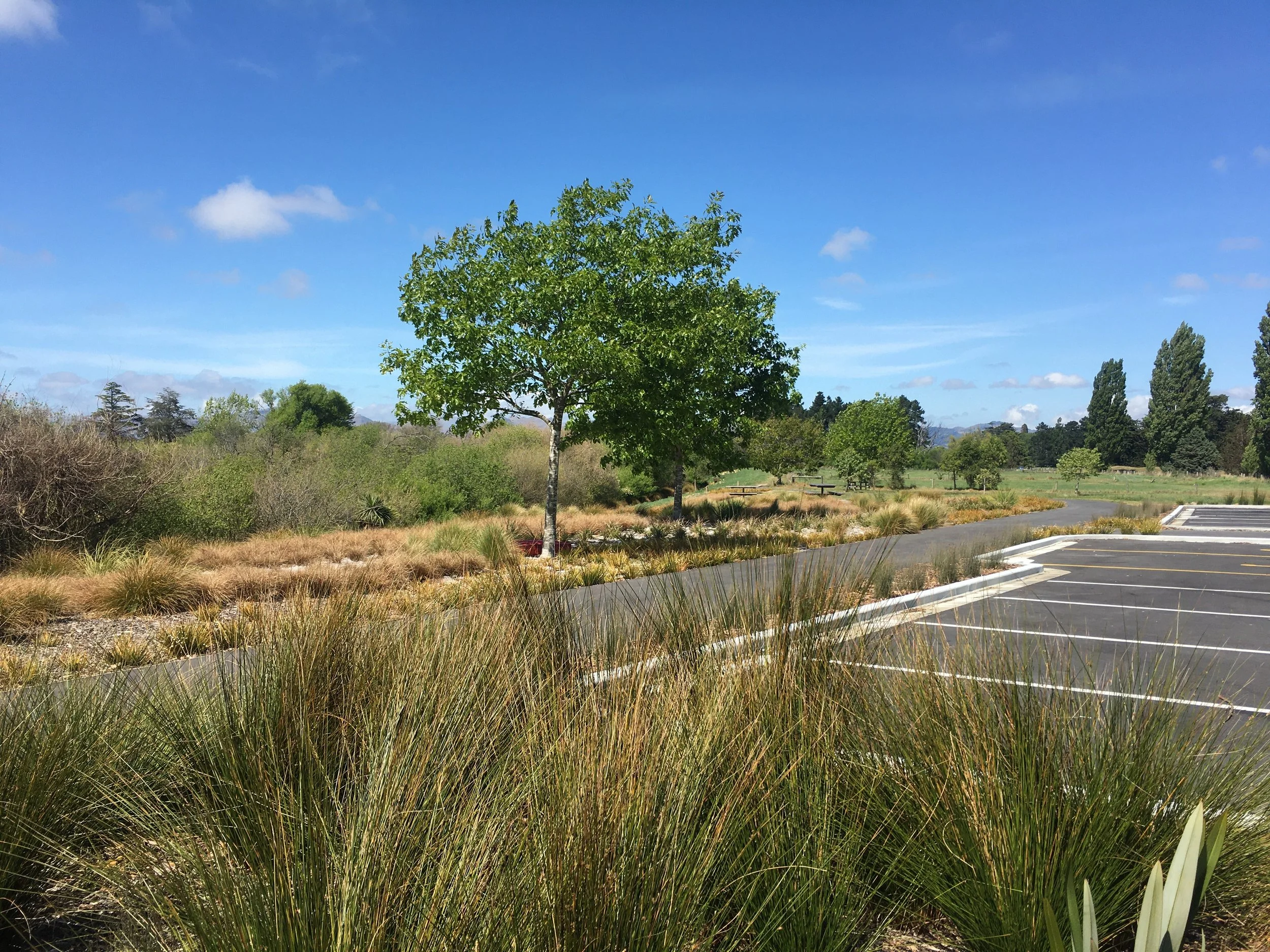 Horseshoe Lake regeneration 