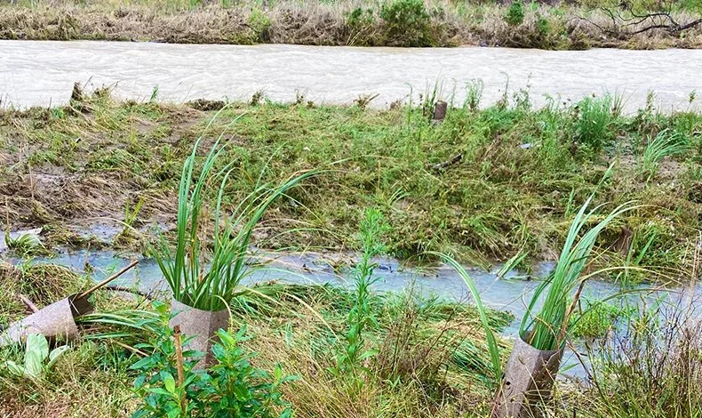 Nature-based solutions: Erosion