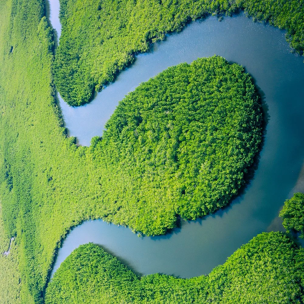 OpEd: Viewpoints on harvesting Tropical Rainforest Hardwood