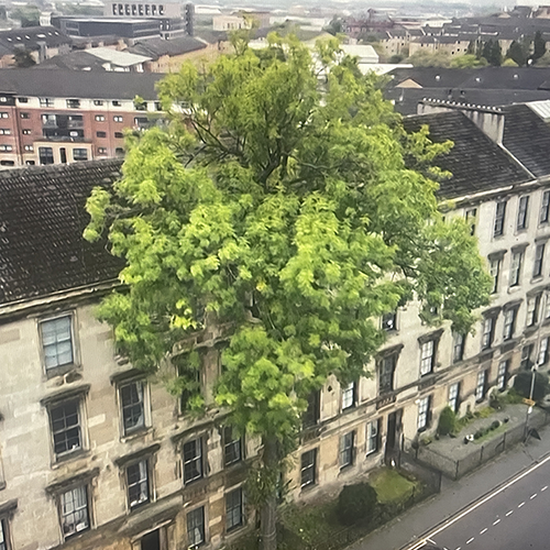 Argyle Ash competes for European Tree of the Year
