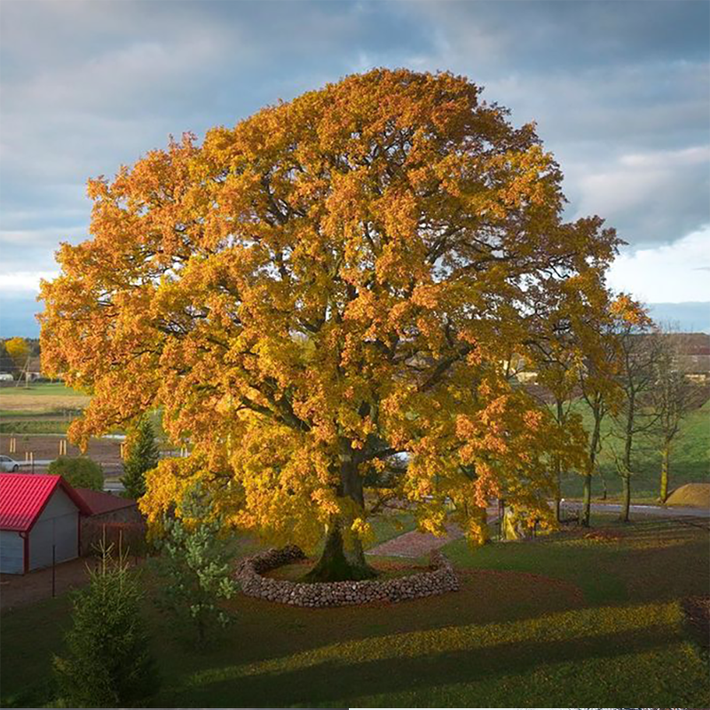 "Silent pillars" - winners of the European Tree of the Year