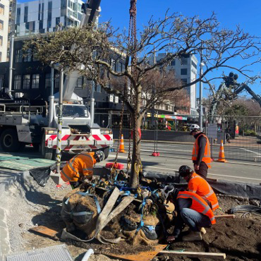 Urban Vegetation &amp; Urban Trees: How far have we come in 42 years?