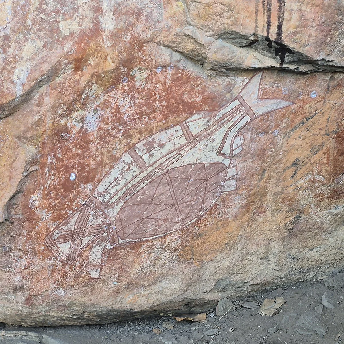Kakadu in 'Knock em down storm' season — LANDSCAPE