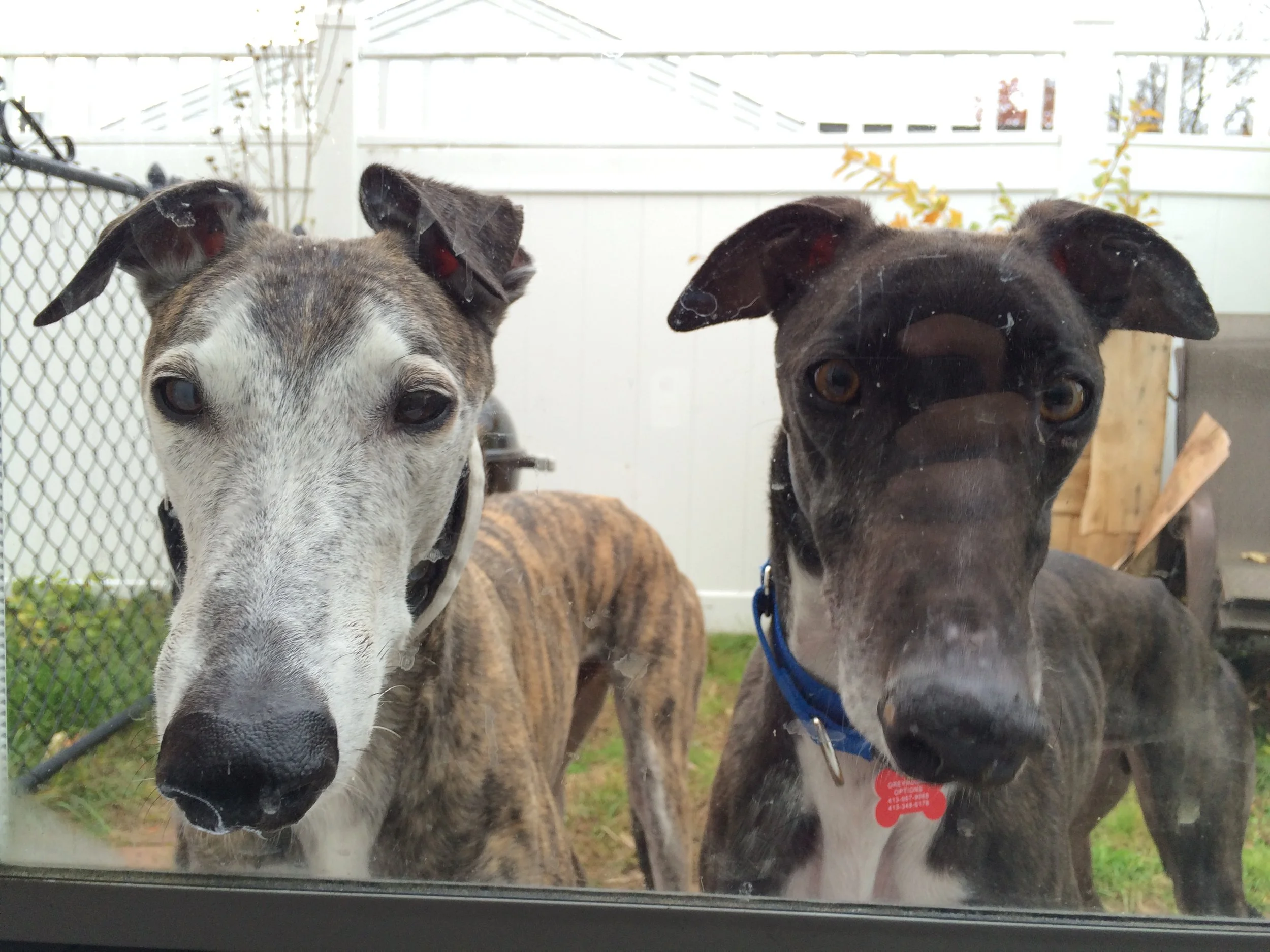 Dogs are ready to play